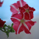 Petúnie mnohokvětá Belinda F1 - Petunia hybrida - semena petúnie - 30 ks