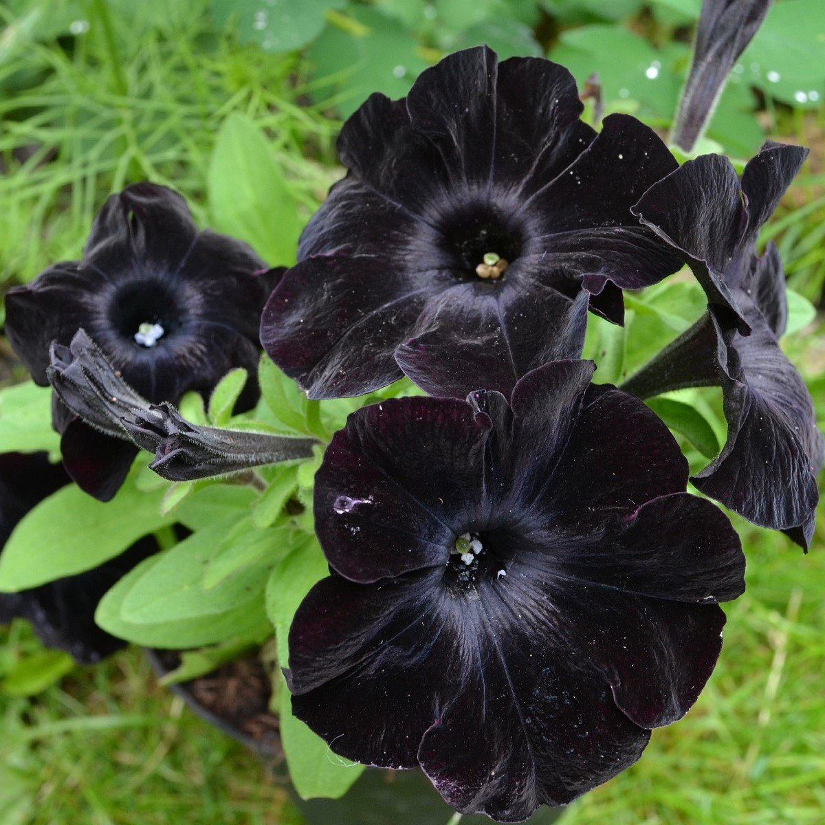 Petúnie Sophistica Blackberry F1 - Petunia grandiflora - semena petúnie - 15 ks