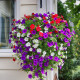Petúnie velkokvětá převislá mix barev - Petunia hybrida pendula - semena petúnie - 150ks