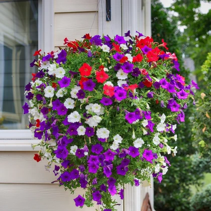 Petúnie velkokvětá převislá mix barev - Petunia hybrida pendula - semena petúnie - 150ks