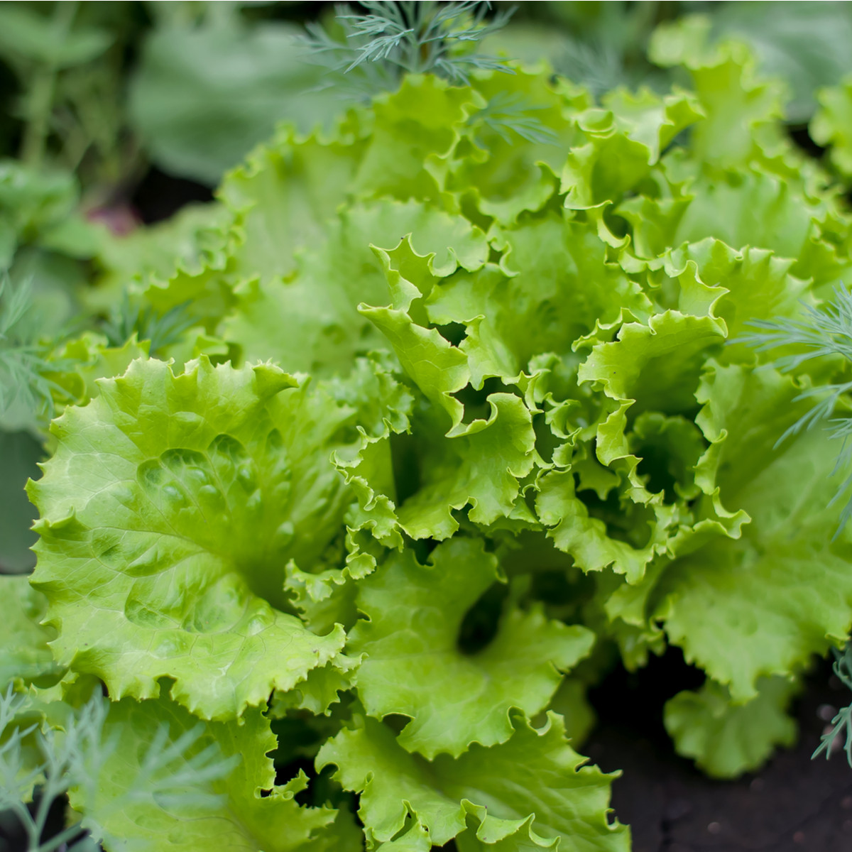 BIO semena salátu Batavia Leny – Lactuca sativa – pěstování bio semen