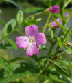 Vrbovka malokvětá - Epilobium parviflorum - semena vrbovky - 0,05 g