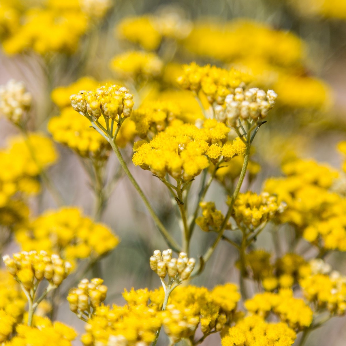 Smil Italský - Helichrysum italicum - semena smilu - 0,05 g