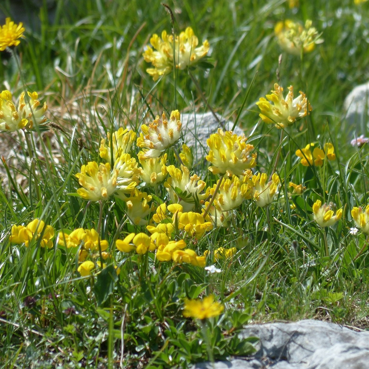 Úročník bolhoj - Anthyllis vulneraria - semena úročníku - 30 ks