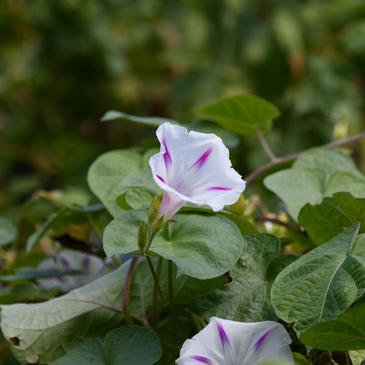Povíjnice nachová Milky Way - Ipomoea purpurea - semena povíjnice - 25 ks