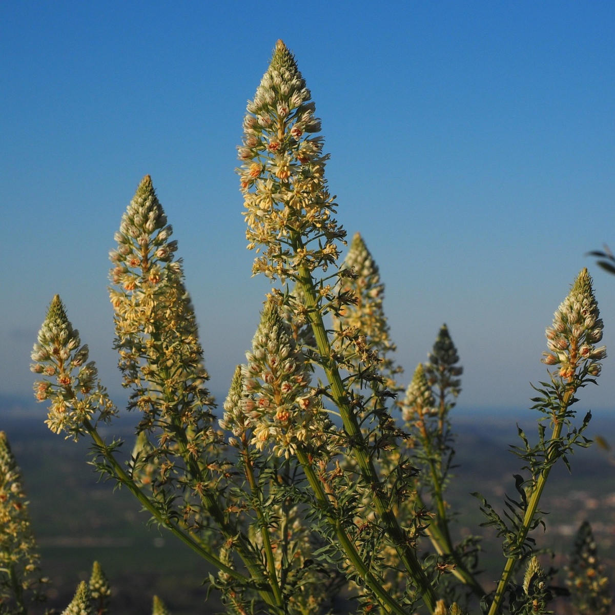 Rezeda vonná velkokvětá - Reseda odorata - semena rezedy - 350 ks
