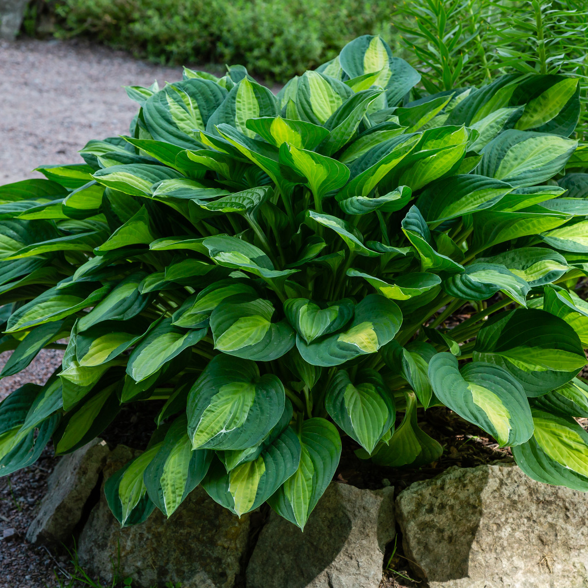 Bohyška - Hosta Francess Williams - hlízy bohyšky - 1 ks
