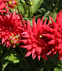Jiřinka Pigmy červená - Dahlia Pigmy - cibuloviny -  1 ks
