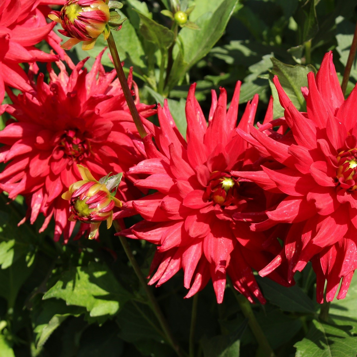Jiřinka Pigmy červená - Dahlia Pigmy - cibuloviny -  1 ks
