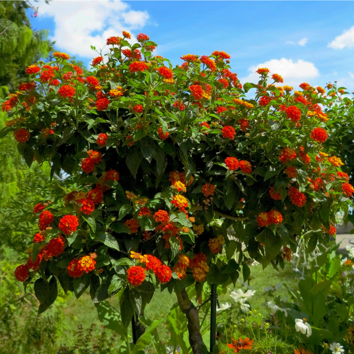 Lantana měňavá - Lantana camara - semena lantany - 10 ks