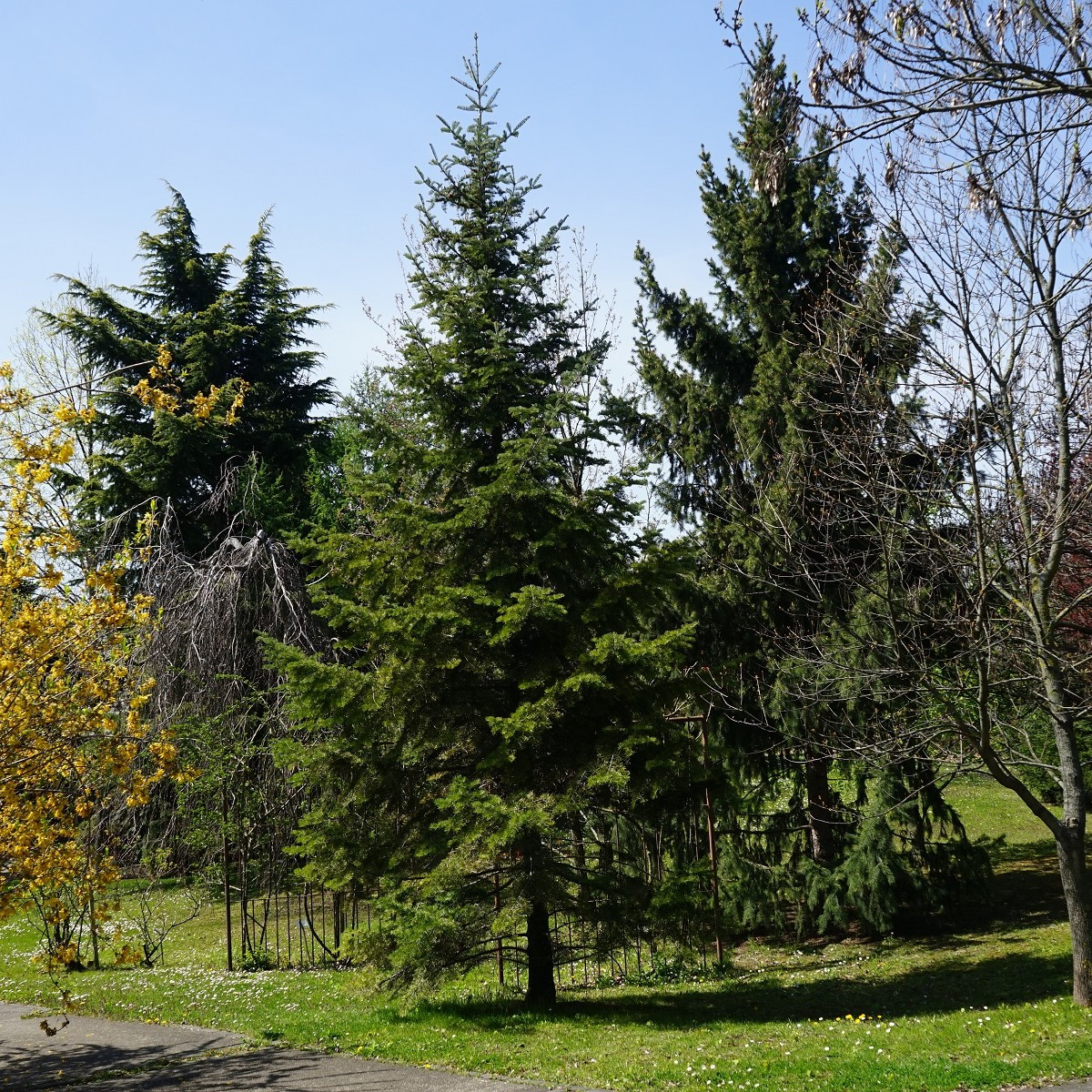 Jedle Pindrow - Abies pindrow - semena jedle - 8 ks
