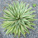 Калифорнийска агава - Agave deserti - семена от агава - 18 бр.