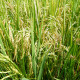 Rýže setá - Oryza sativa - semena rýže - 12 ks