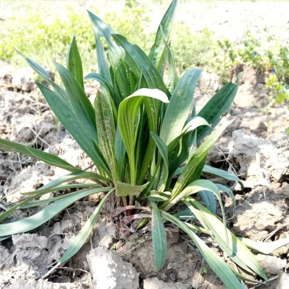 Jitrocel indický – Plantago psyllium – semena jitrocele