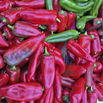 BIO Paprika Atris F1 - Capsicum annuum - bio semena papriky - 5 ks