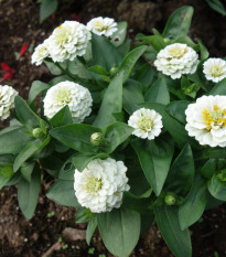 Ostálka jiřinkokvětá bílá - Zinnia elegans - semena ostálky - 50 ks