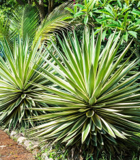 Калифорнийска агава - Agave deserti - семена от агава - 18 бр.