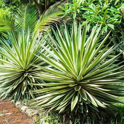 Калифорнийска агава - Agave deserti - семена от агава - 18 бр.