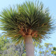 Драценец обикновен - Dracaena draco - семена на драценец - 8 бр.