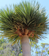 Драценец обикновен - Dracaena draco - семена на драценец - 8 бр.