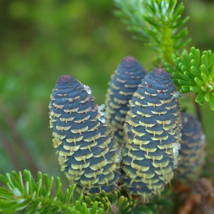 Jedle Pindrow - Abies pindrow - semena jedle - 8 ks