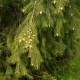 Smrk himalájský - Picea smithiana - semena smrku - 8 ks