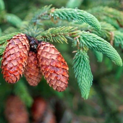 Smrk štětinatý - Picea asperata - semena smrku - 8 ks