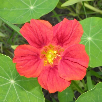 Lichořeřišnice menší Whirlybird Rose - Kapucínka - Tropaeolum minus - semena lichořeřišnice - 10 ks