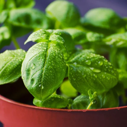 Bazalka pravá balkónová - Ocimum basilicum - semena bazalky - 200 ks