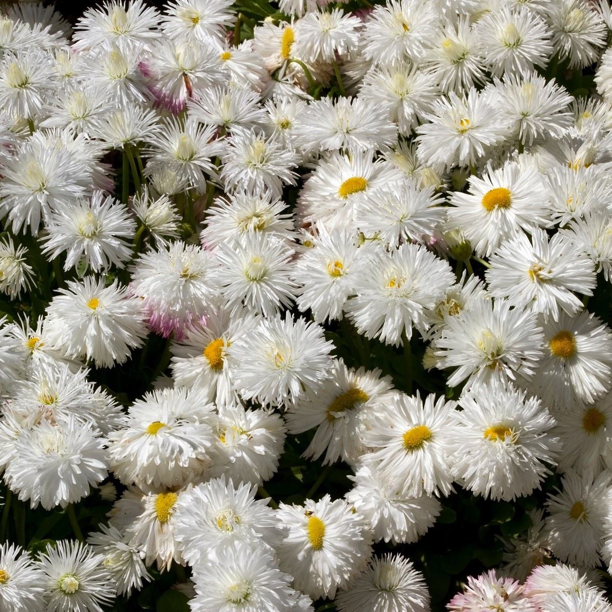 Sedmikráska středně plnokvětá bílá - Bellis perennis - semena sedmikrásky - 0,1 g
