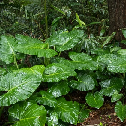 Alokázie - Alocasia cucullata - semena alokázie - 4 ks