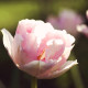 Tulipán Angelique - Tulipa Angelique - cibuloviny - 3 ks