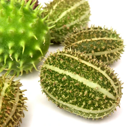 Okrasná okurka - Cucumis insignis - semena - 6 ks