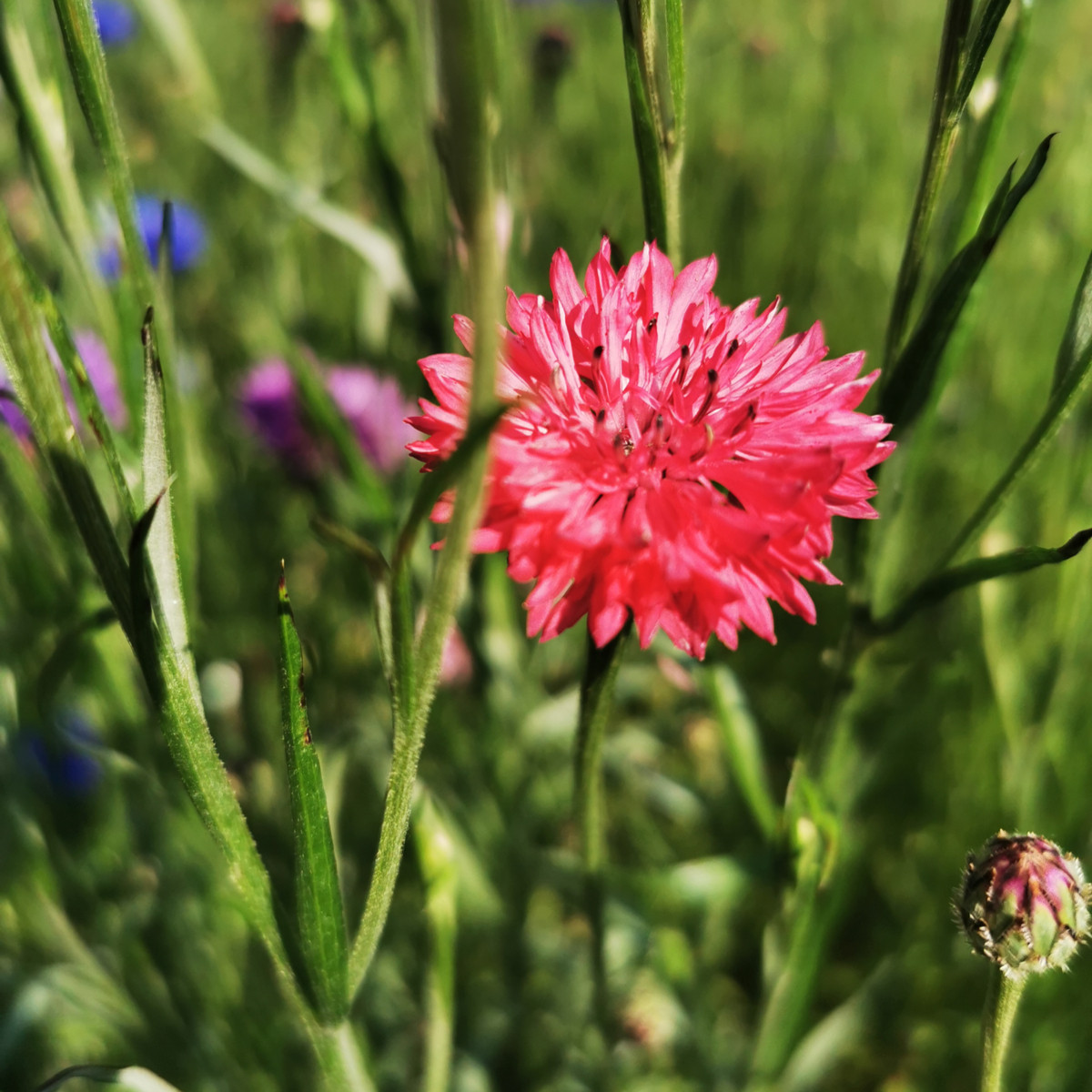 BIO Chrpa červená - Centaurea cyanus - bio semena chrpy - 50 ks