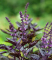 BIO Bazalka pravá červená - Ocimum basilicum - bio semena bazalky - 100 ks