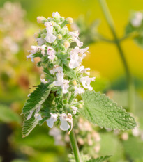 BIO Šanta kočičí citrónová - Nepeta cataria var. citriodora - bio semena šanty - 15 ks