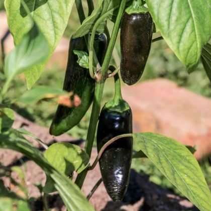 Paprika Black Knight F1 - Capsicum annuum - semena papriky - 7 ks