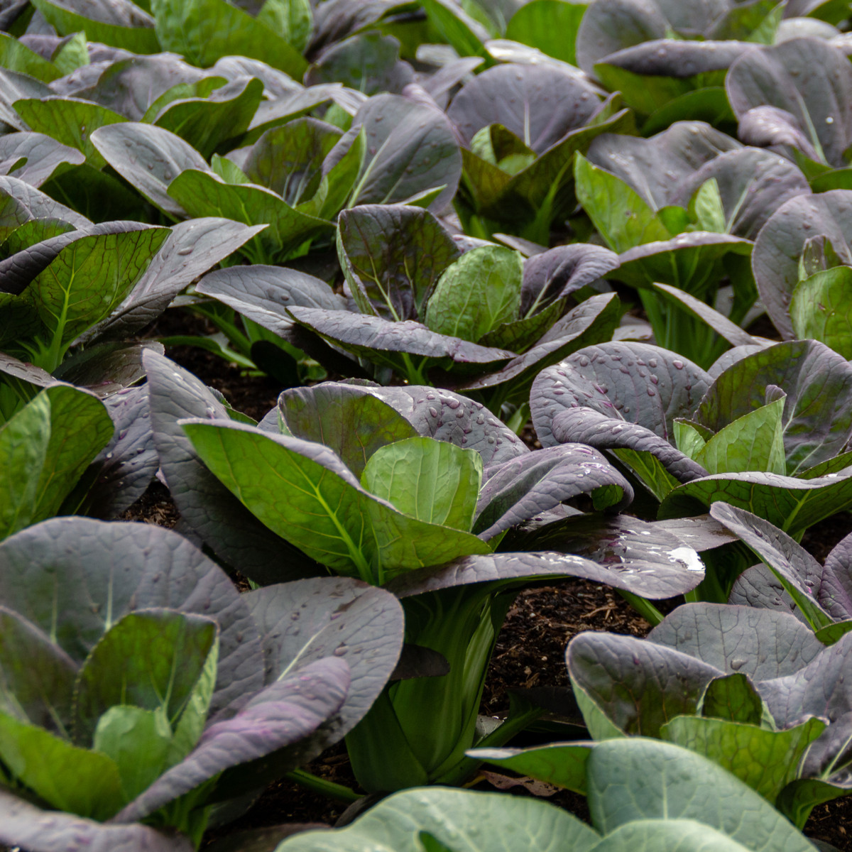 Pak Choi Baraku F1 - Brassica rapa chinensis - semena pak choi - 50 ks