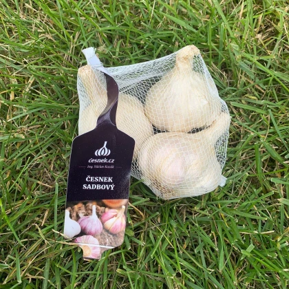 Чесън за засаждане Japo II - Allium sativum - без стъбло - чеснови глави - 1 опаковка