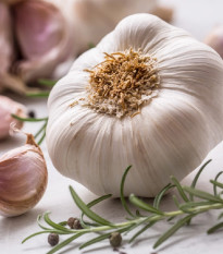 Sadbový česnek Slavin II - Allium sativum - paličák - 1 balení
