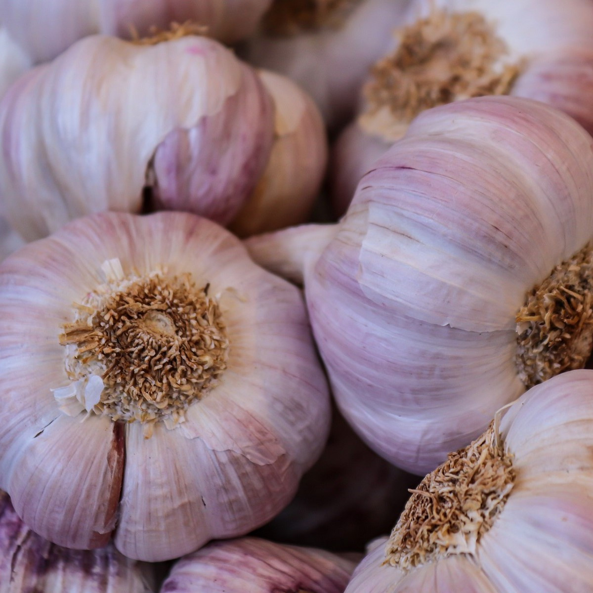 Sadbový česnek Anton - Allium sativum - nepaličák - cibule česneku - 1 balení