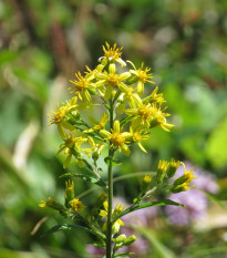 Златна пръчица - Solidago virgaurea - семена от златна пръчица - 20 бр.