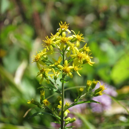 Златна пръчица - Solidago virgaurea - семена от златна пръчица - 20 бр.