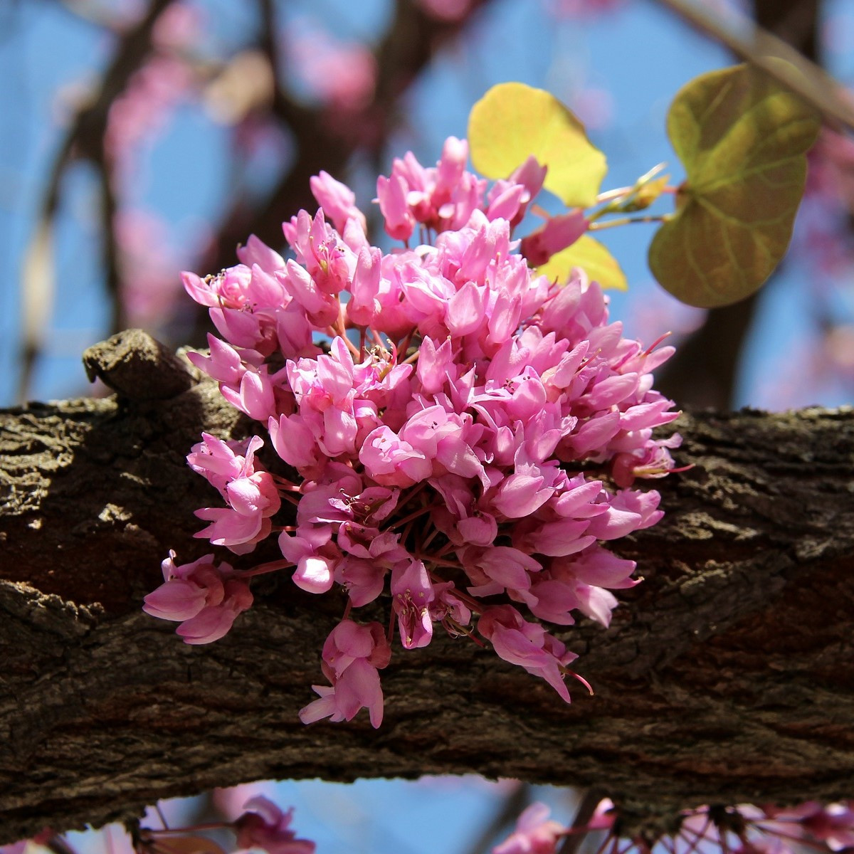 Zmarlika Jidášova - Cercis siliquastrum - semena zmarliky - 6 ks