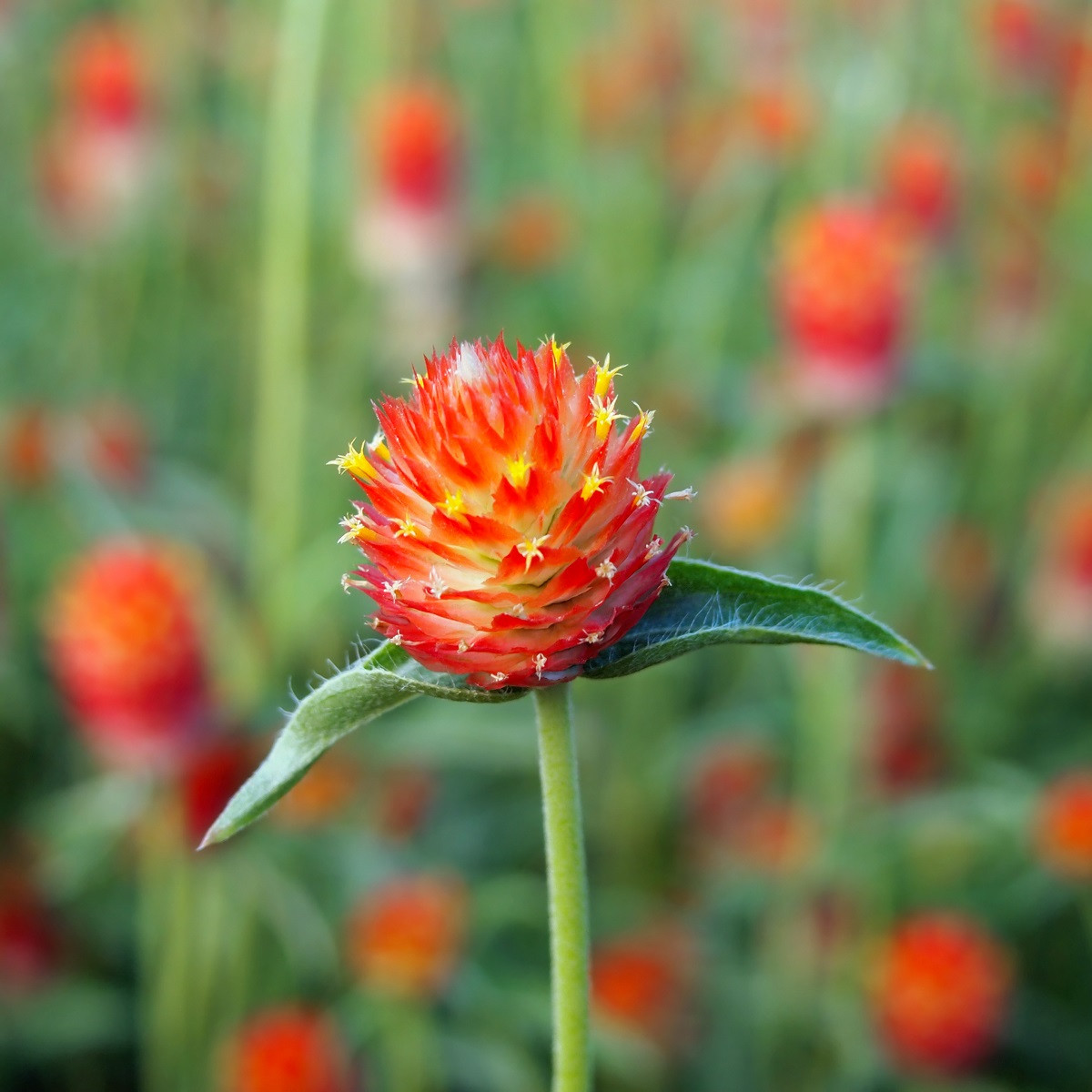 Pestrovka oranžová - Gomphrena haageana - semena pestrovky - 20 ks