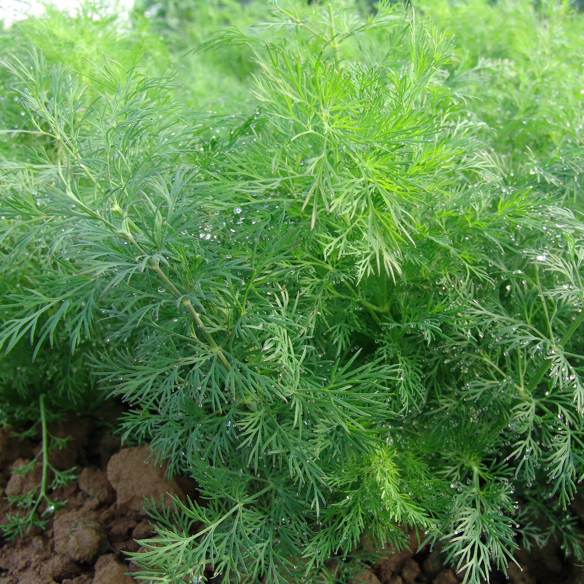 Kopr vonný Moravan - Anethum graveolens - semena kopru - 500 ks