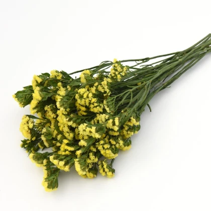 Limonka chobotnatá žlutá - Limonium sinuatum - semena limonky - 30 ks