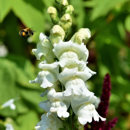 Hledík větší bílý - Antirrhinum majus - semena hledíku - 35 ks