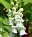 Hledík větší bílý - Antirrhinum majus - semena hledíku - 35 ks