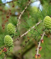 Modřín opadavý - Larix decidua - semena modřínu - 10 ks